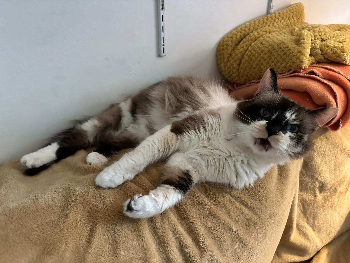 Boo-Boo (partner’s cat)